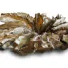g167-massive-teakholz-wurzelholz-schoene-natur-wurzeltisch-kaffeetisch-150x100-teakwurzel-mitglas-couchtisch-5